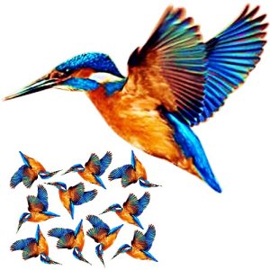 kingfisher craft film wings