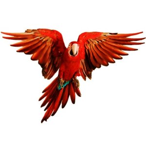 red macaw film cut outs gnc