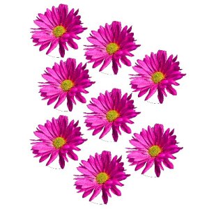 pink daisy film designs