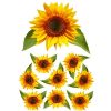 sunflower film designs