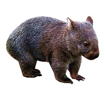wombat craft film designs