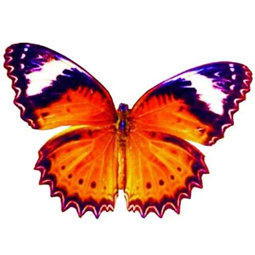 craft film designs butterfly #2