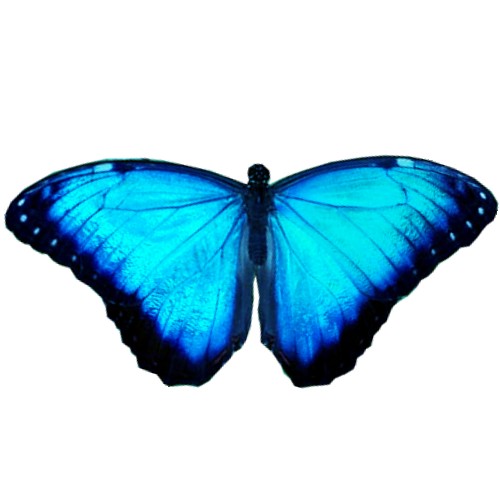 bfly 11