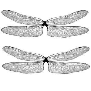 dragonfly film design bw