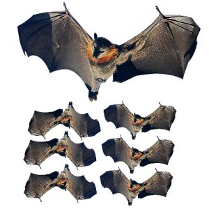 flying fox bat film desgns