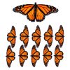 monarch butterfly film designs